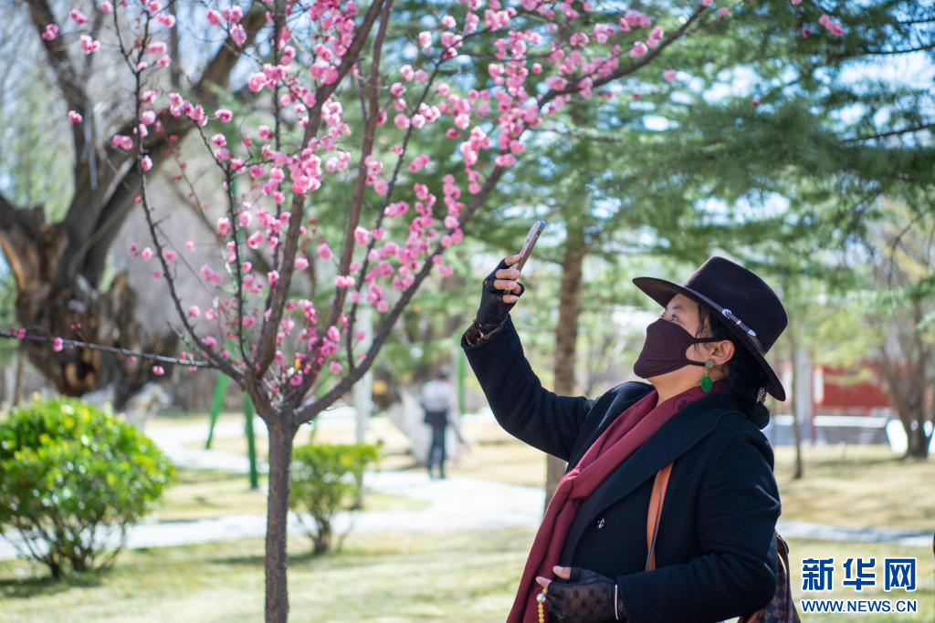 西藏拉萨:繁花渐开春意浓随着气温回暖,西藏各地春意盎然.