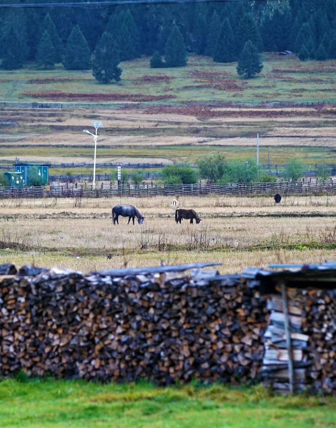 走进鲁朗扎西岗村,中外大咖这么说